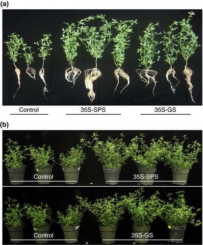 Comparison of alfalfa plants overexpressing glutamine synthetase with those overexpressing sucrose phosphate synthase demonstrates a signaling mechanism integrating carbon and nitrogen metabolism between the leaves and nodules